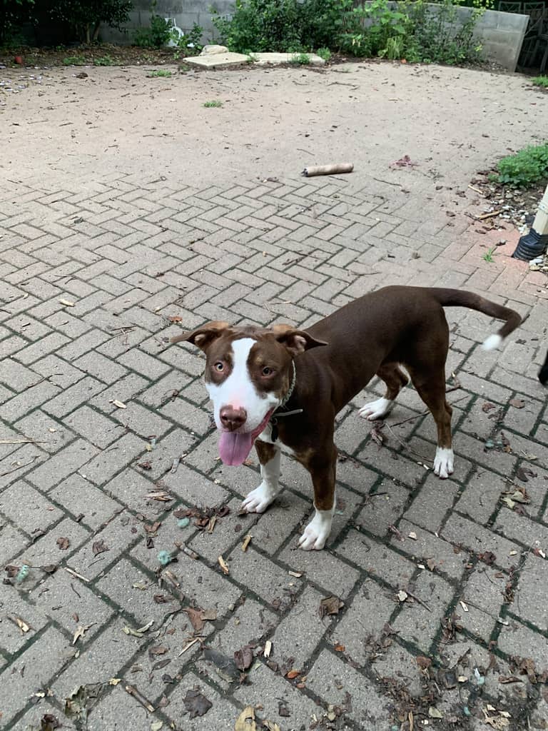 Nike Courtesy Post - Hound