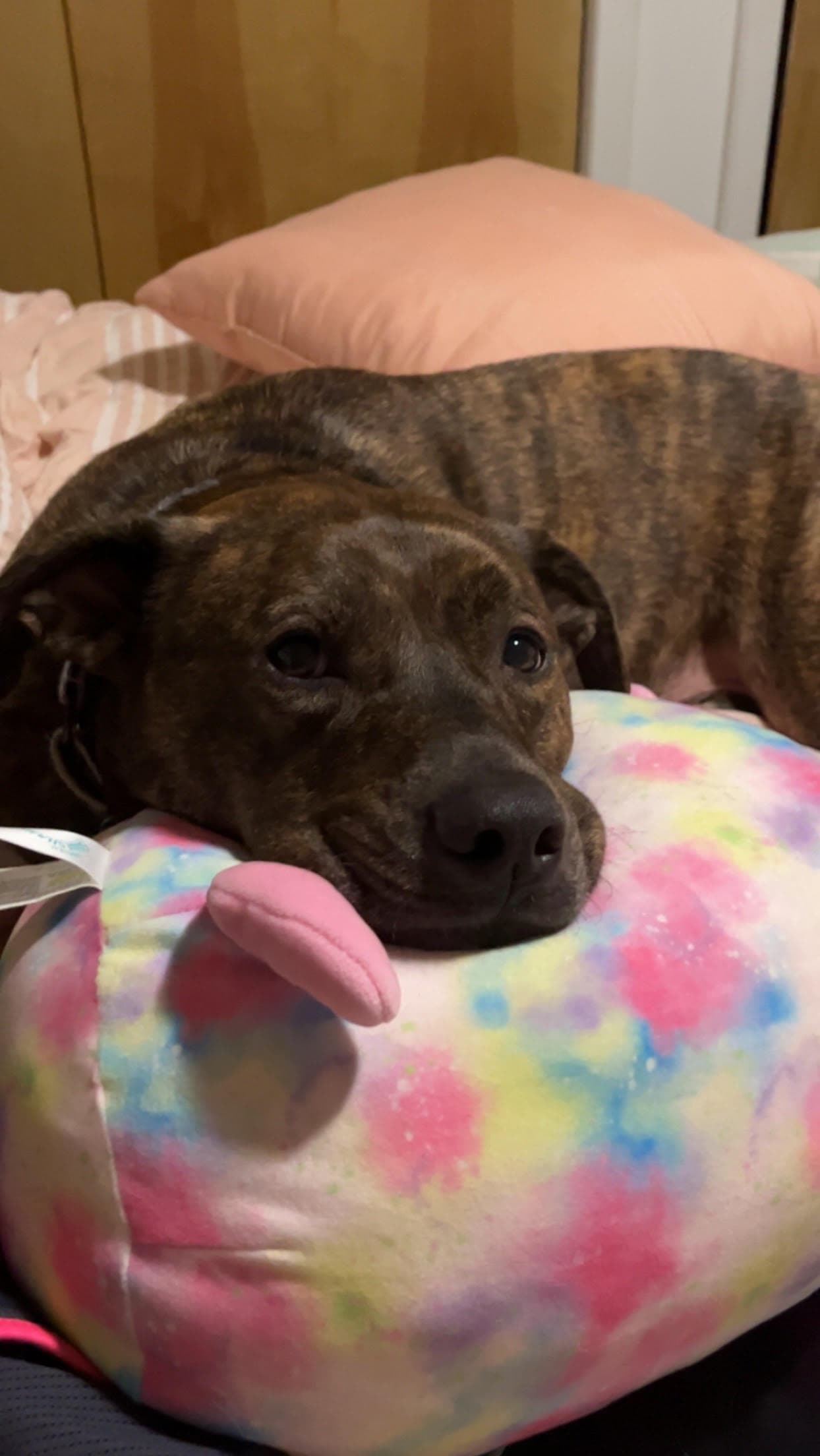 Mozzie Courtesy Post - Pit Bull Terrier