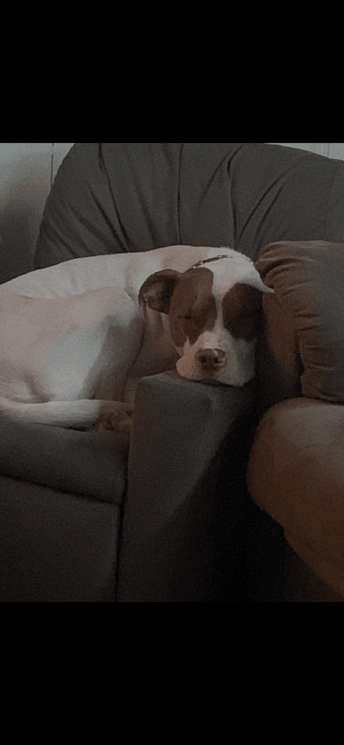 Jax Courtesy Post - Terrier