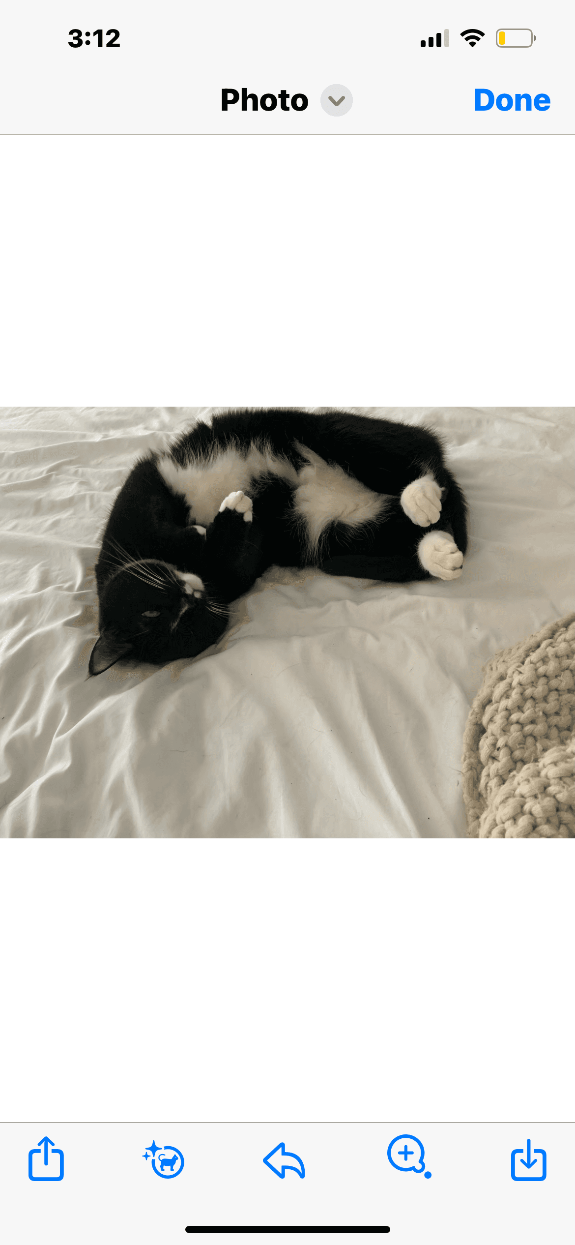 Ms Bella Courtesy Post - Domestic Short Hair