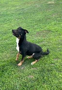 Diesel Courtesy Post image 1