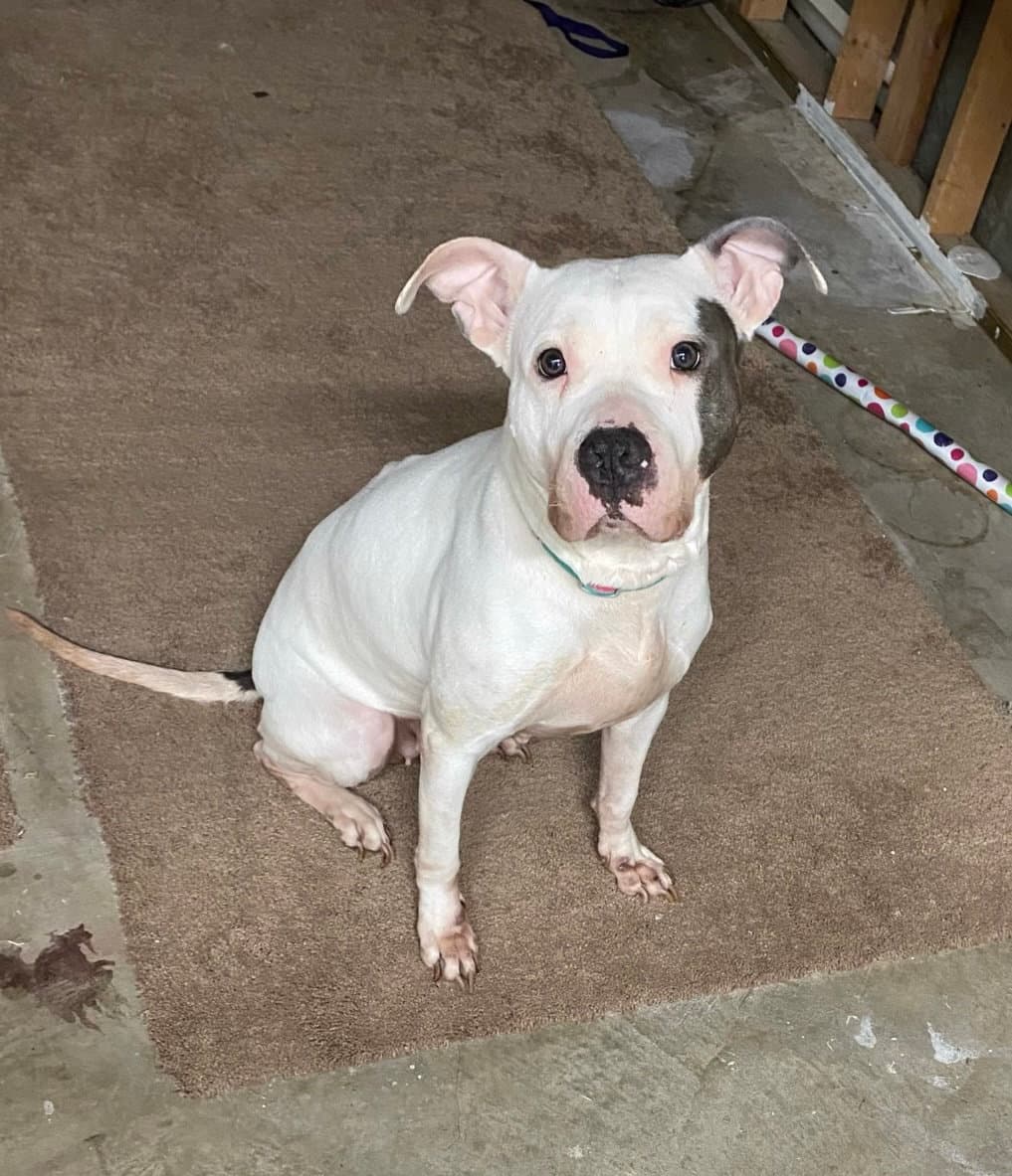 Blanca Courtesy Post - Pit Bull Terrier