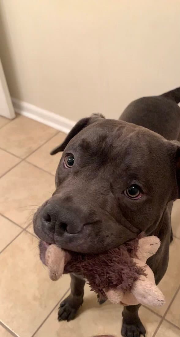 Tucker Bonded Wlincolnbonded Pair - Pit Bull Terrier