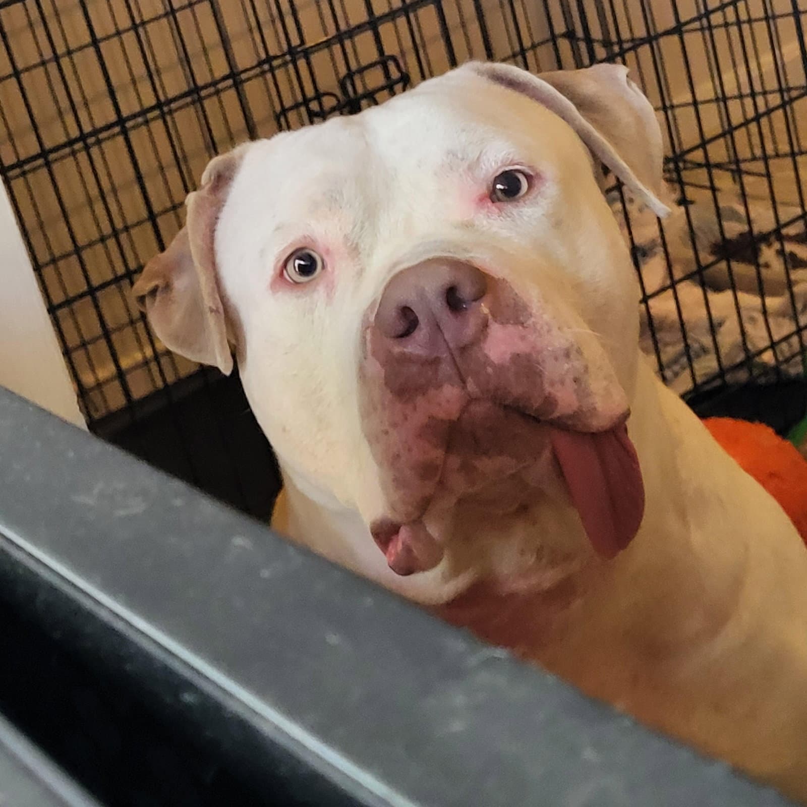 Dior Courtesy Post - Pit Bull Terrier