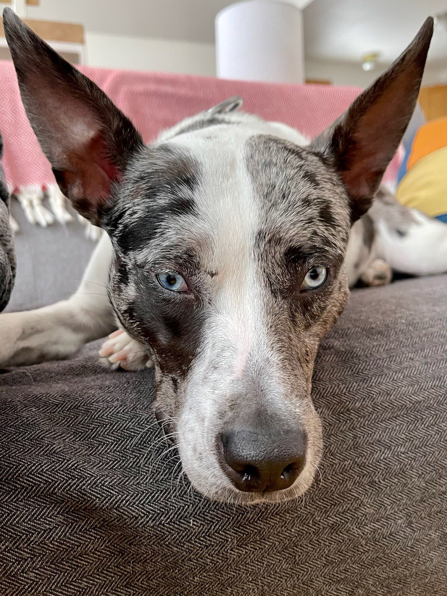 Trixie Courtesy Post - Australian Shepherd