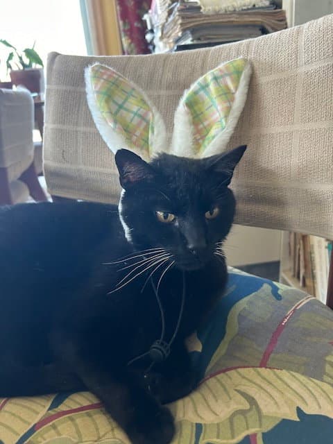Panther Courtesy Post - Domestic Short Hair