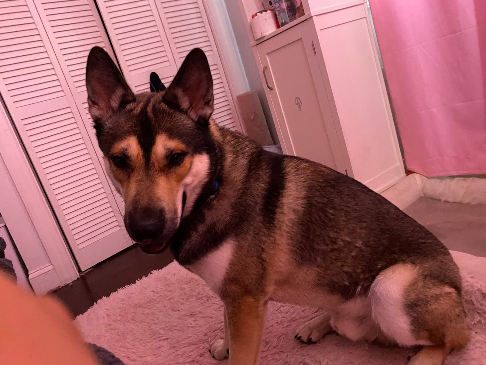 Titi Courtesy Post - Husky