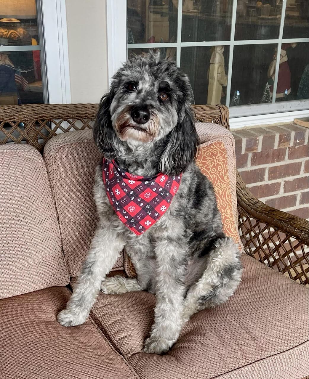 Seamus Courtesy Post - Australian Shepherd