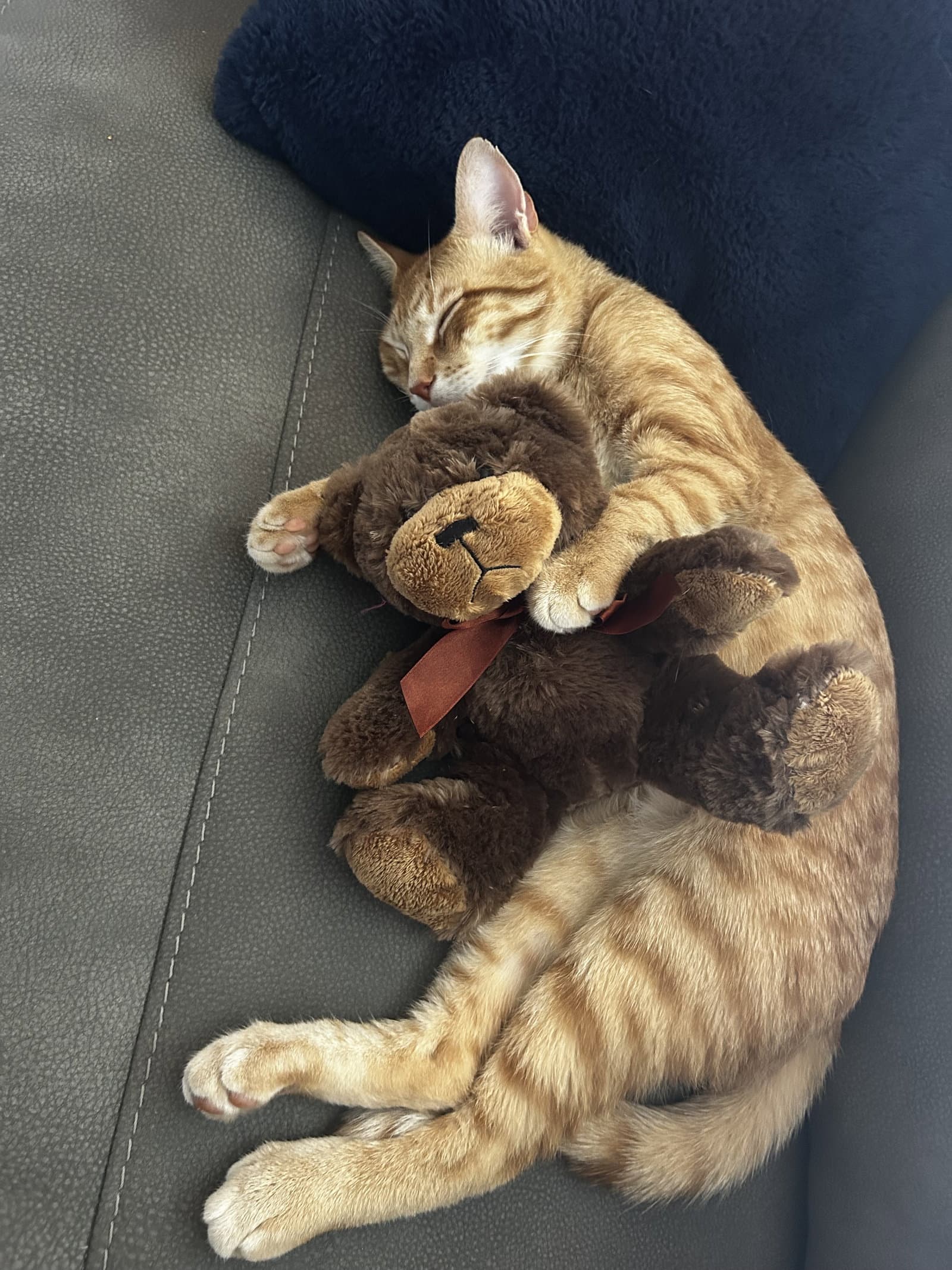 Brooks Courtesy Post - Tabby