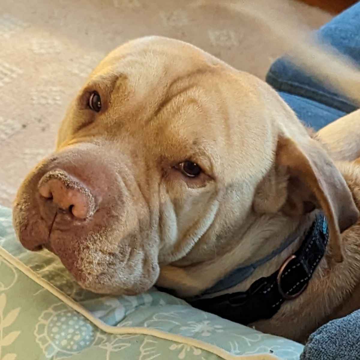 Mira Courtesy Post - Shar Pei