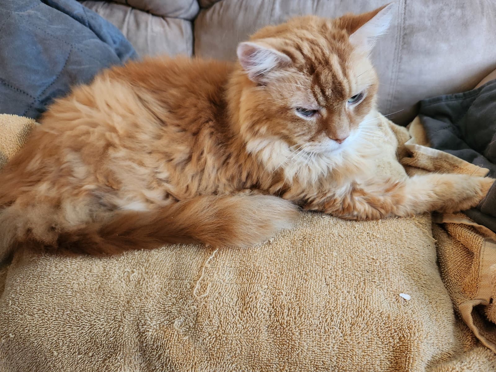 Mr Orange Courtesy Post - Tabby