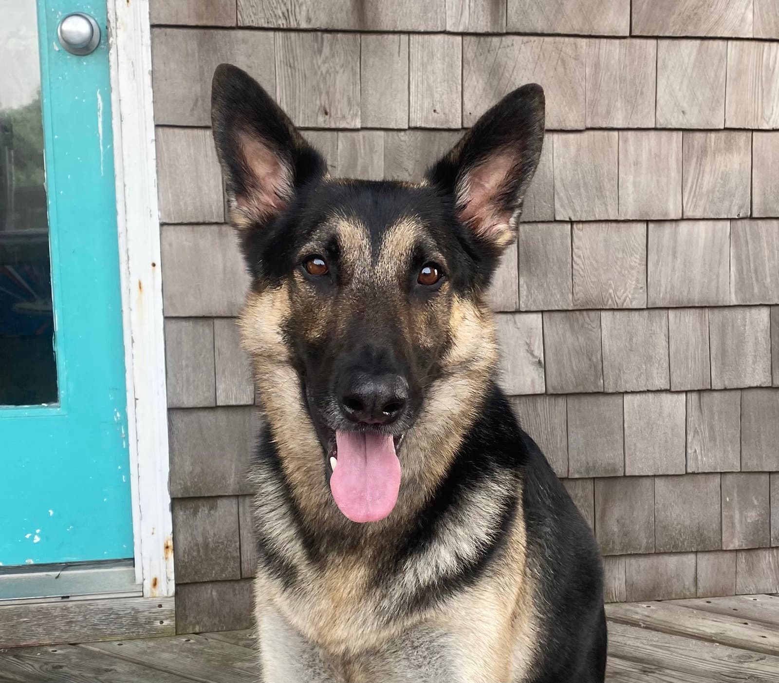 Apollo Courtesy Post - German Shepherd Dog
