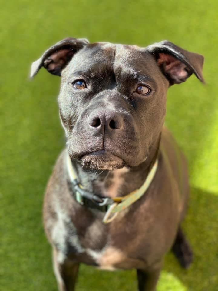 Lady Courtesy Post - Boxer