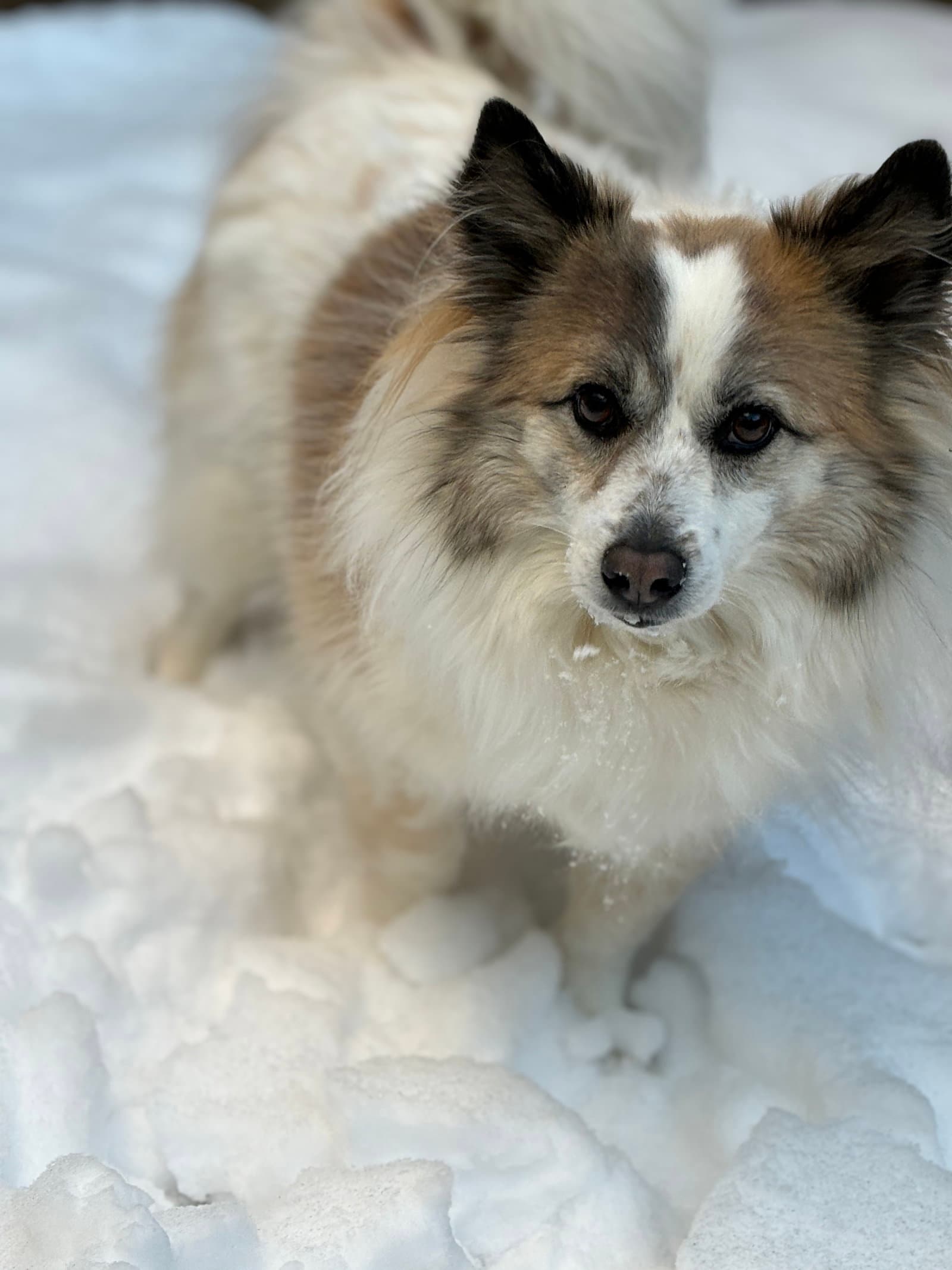 Nora Courtesy Post - Corgi
