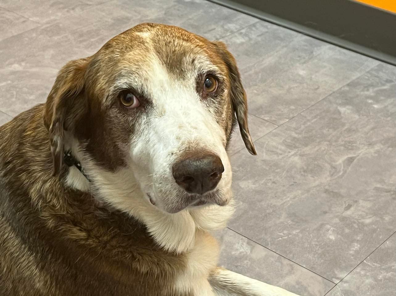 Maggie Pearl - Hospice Only - Labrador Retriever