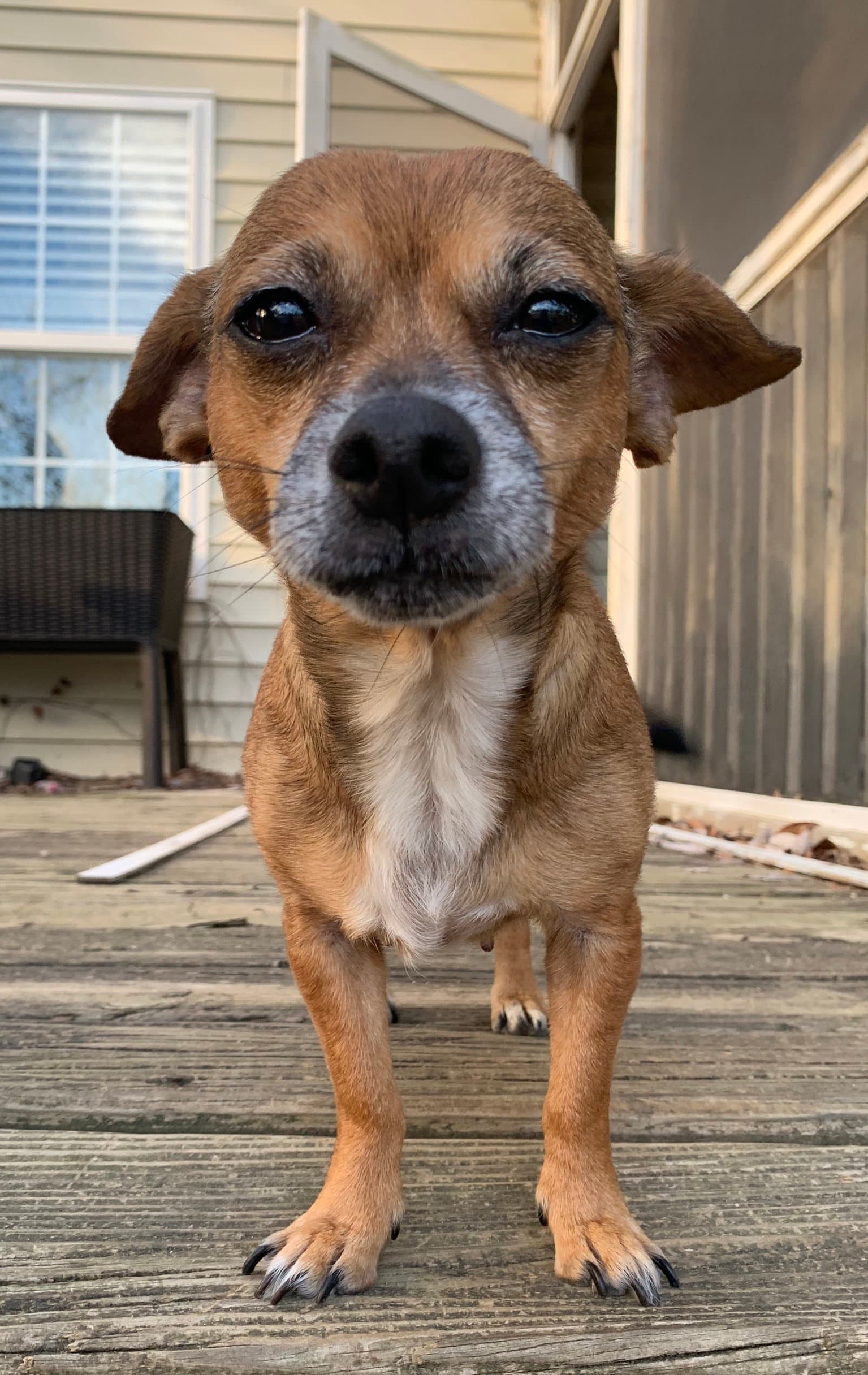 Freya - Chihuahua