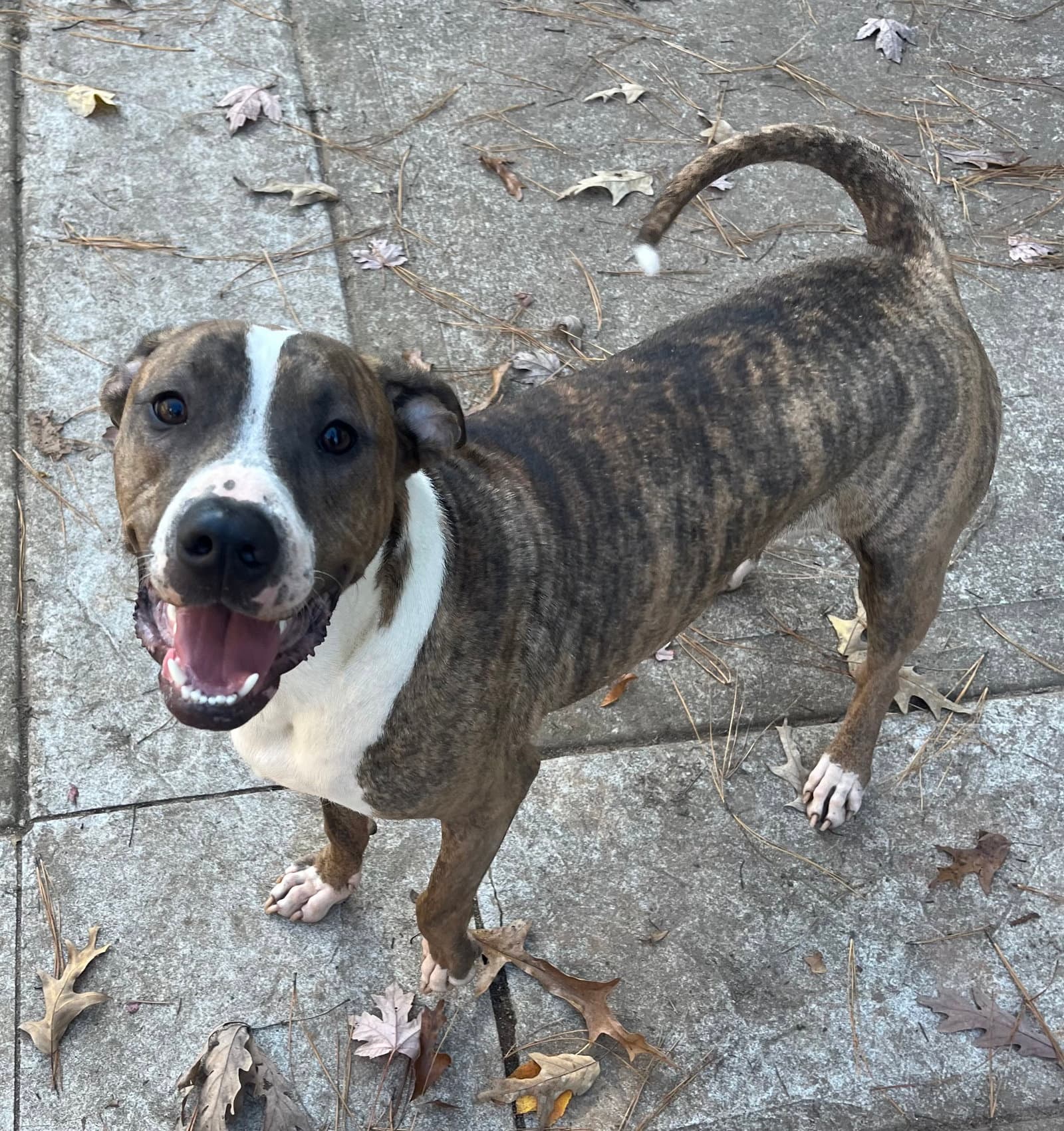 Jimmy - Louisiana Litter - Terrier