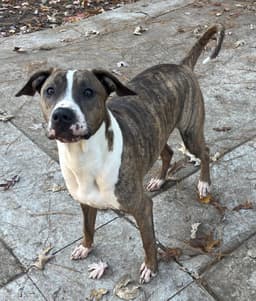 Jimmy - Louisiana Litter image 2