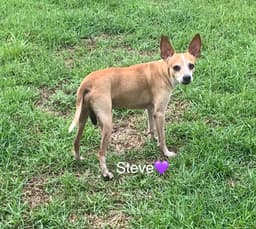 Steve Bonded To Lewis image 2
