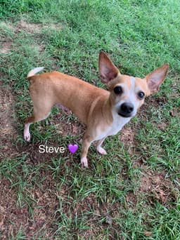 Steve Bonded To Lewis image 1