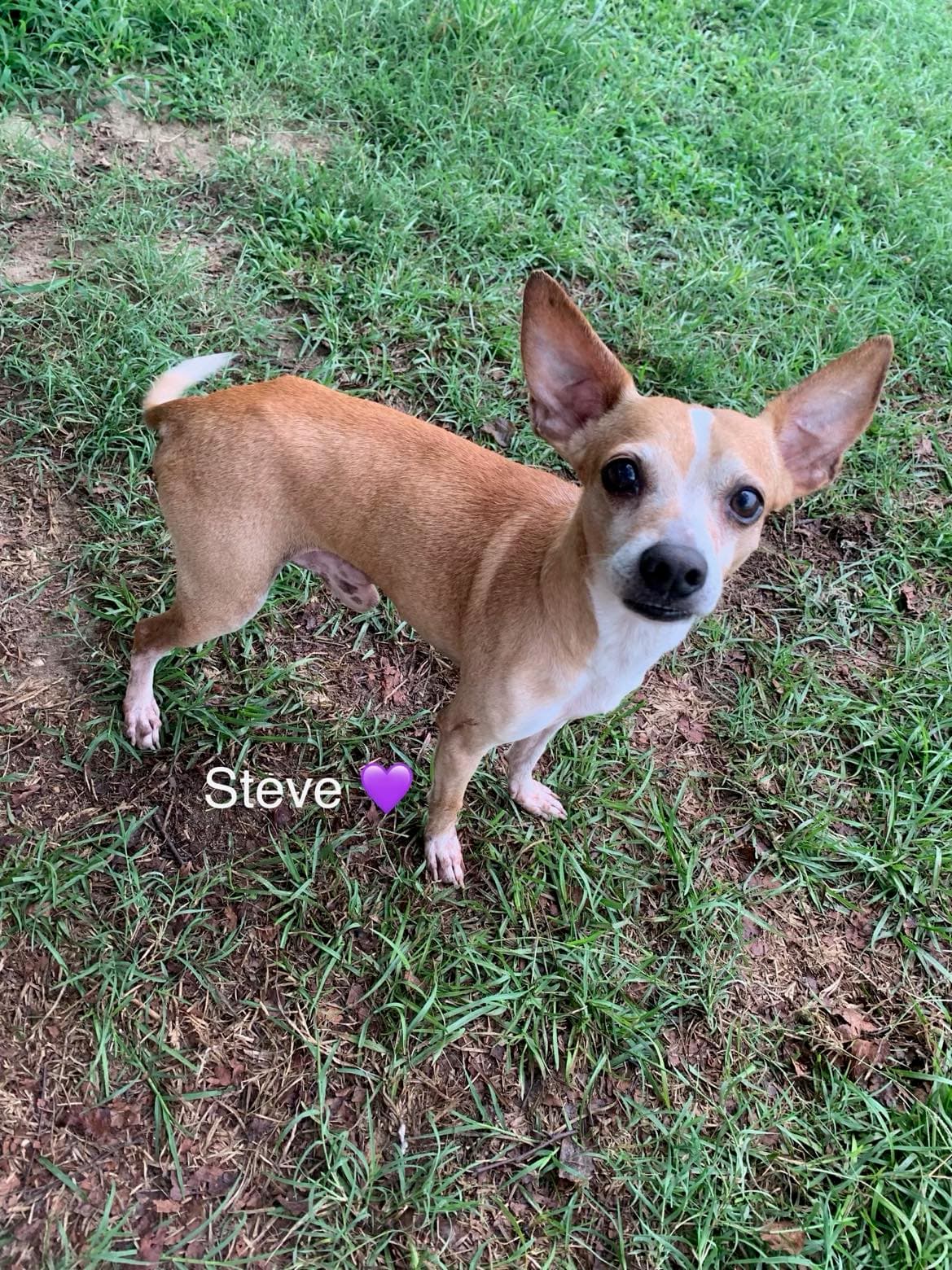 Steve Bonded To Lewis - Chihuahua