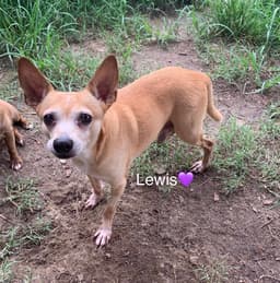Lewis Bonded To Steve image 1