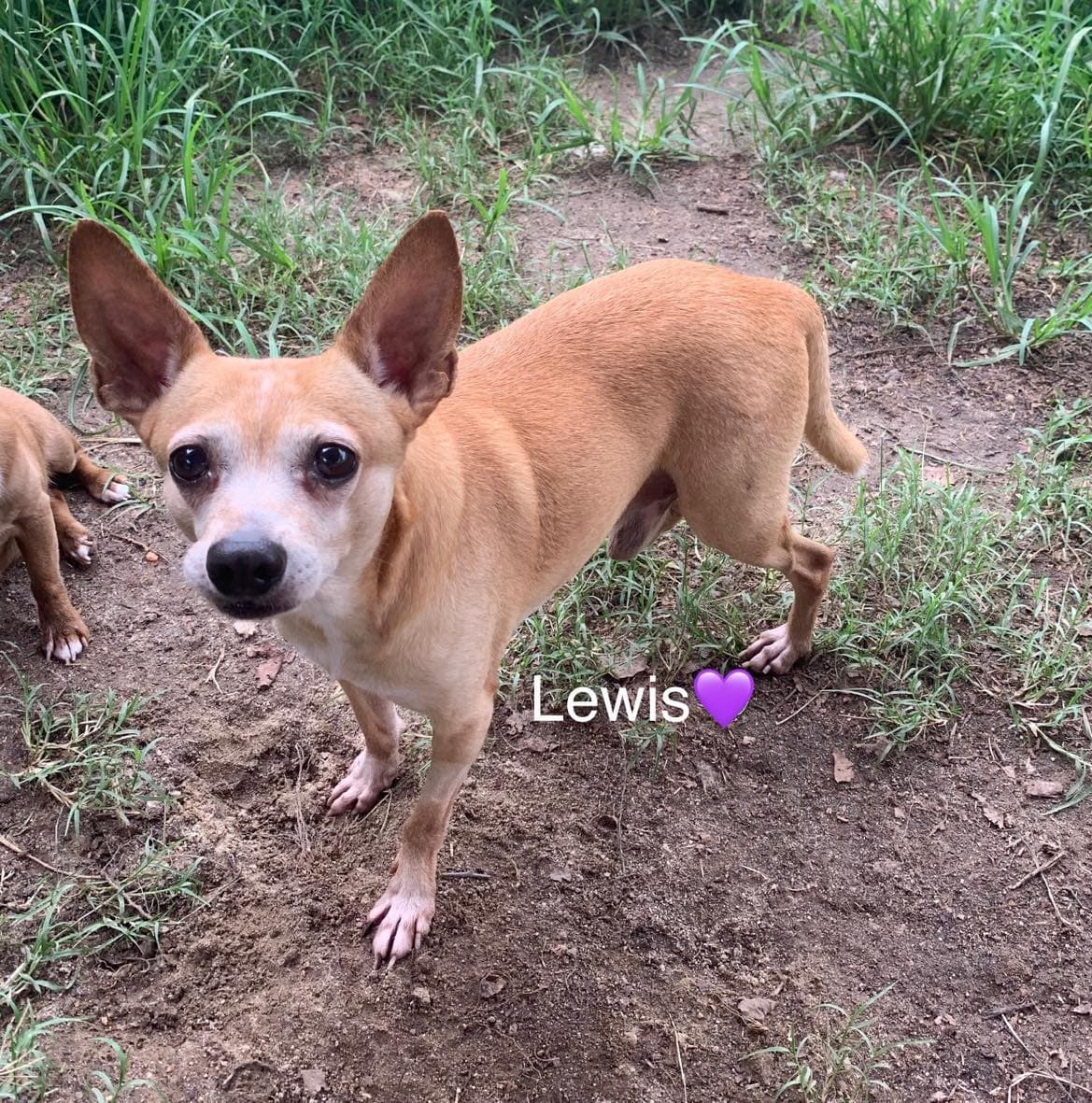 Lewis Bonded To Steve - Chihuahua