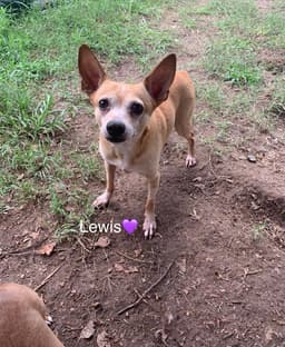 Lewis Bonded To Steve image 2
