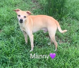 Manny image 2