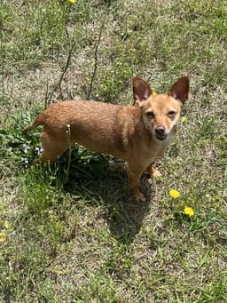 Bambi Bonded To Sheba image 2