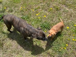 Bambi Bonded To Sheba image 3