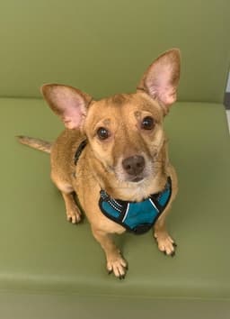 Bambi Bonded To Sheba image 1