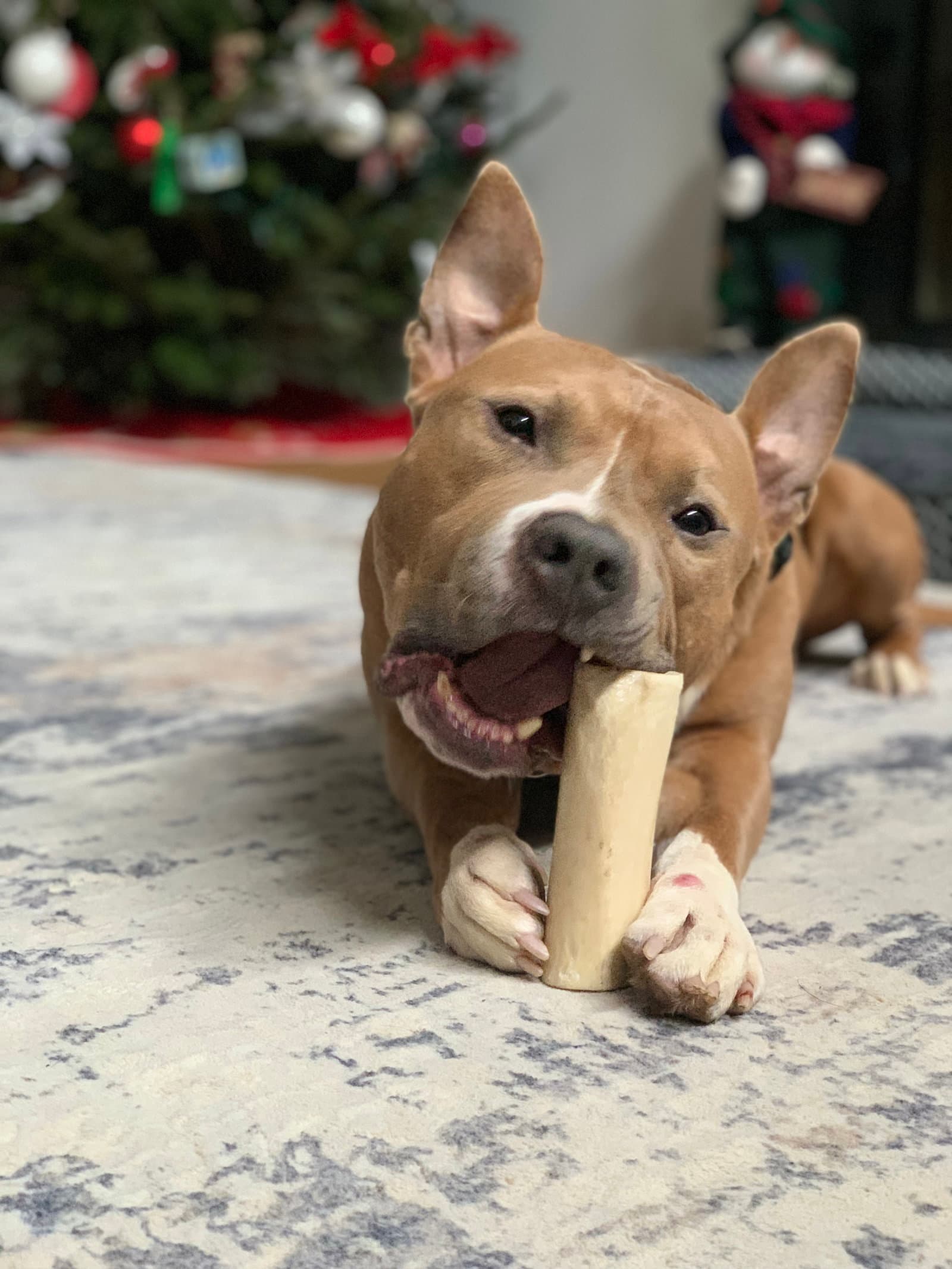 Meatball - Terrier
