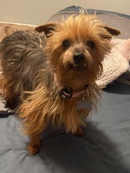 Tilly image 4
