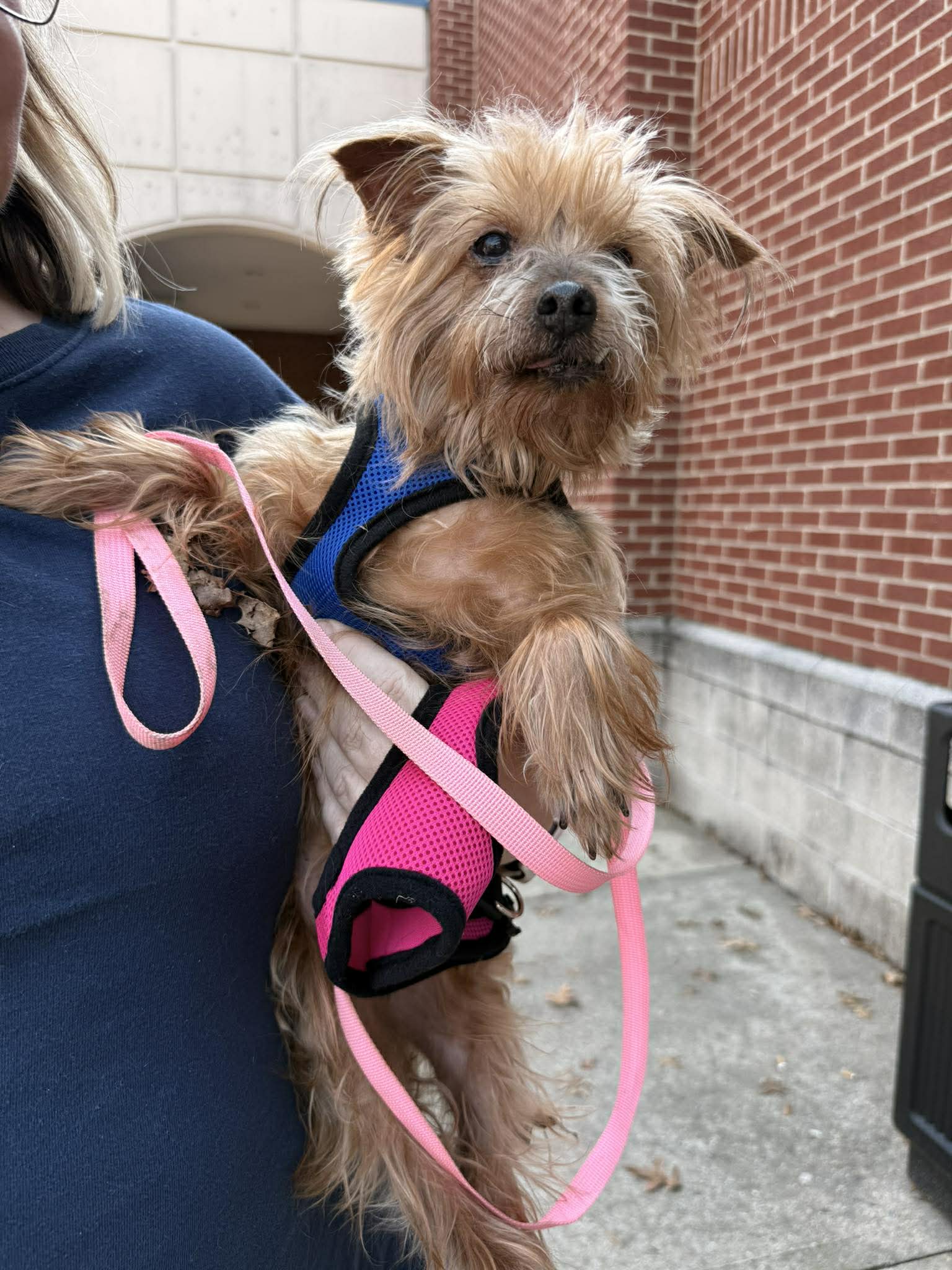 Tilly - Yorkshire Terrier Yorkie