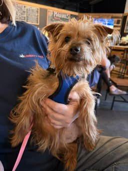 Tilly image 2