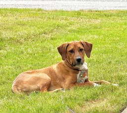 Brock image 1