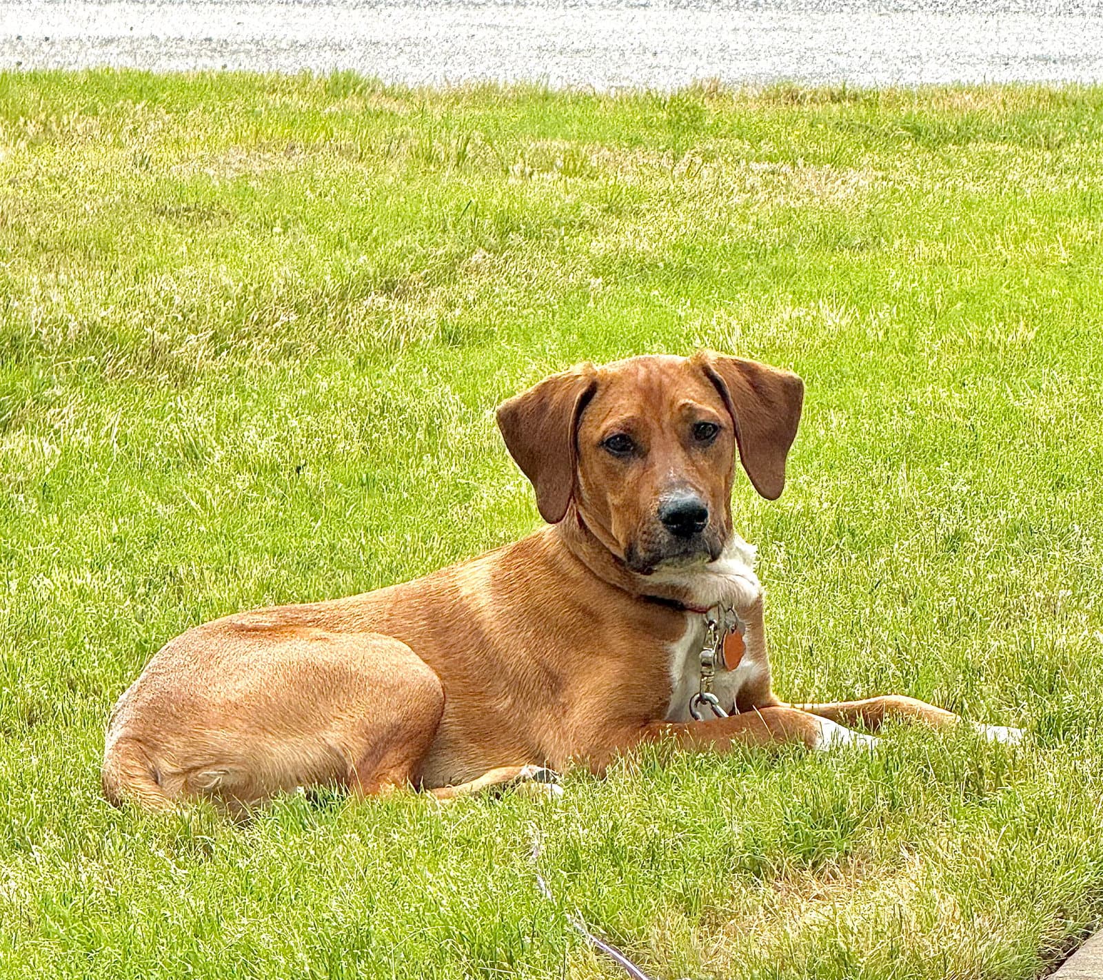Brock - Hound