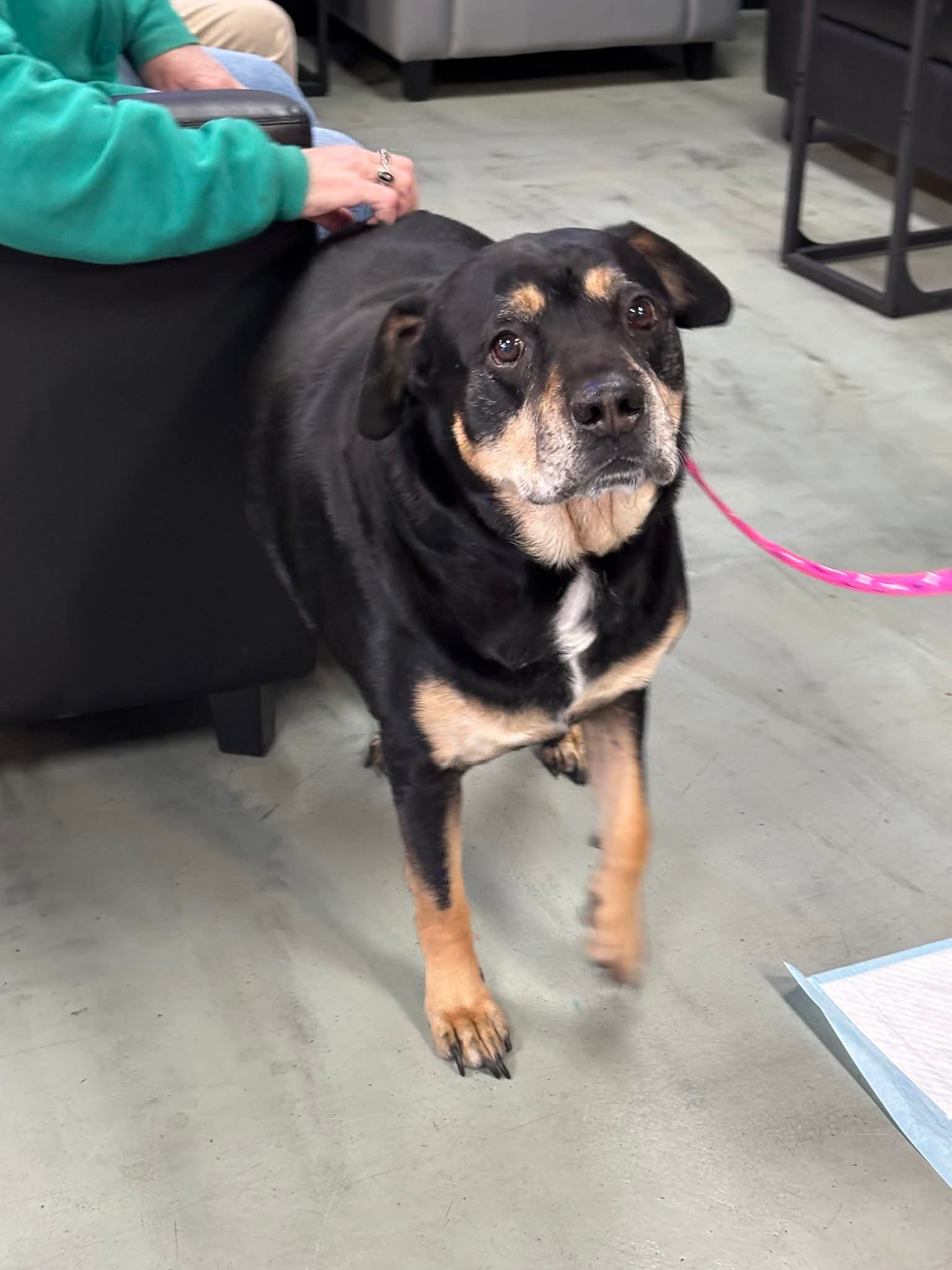 Lady Gabby - Rottweiler