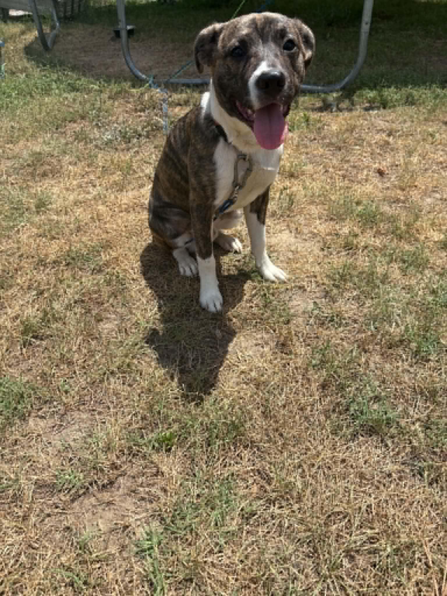 Moose - American Staffordshire Terrier