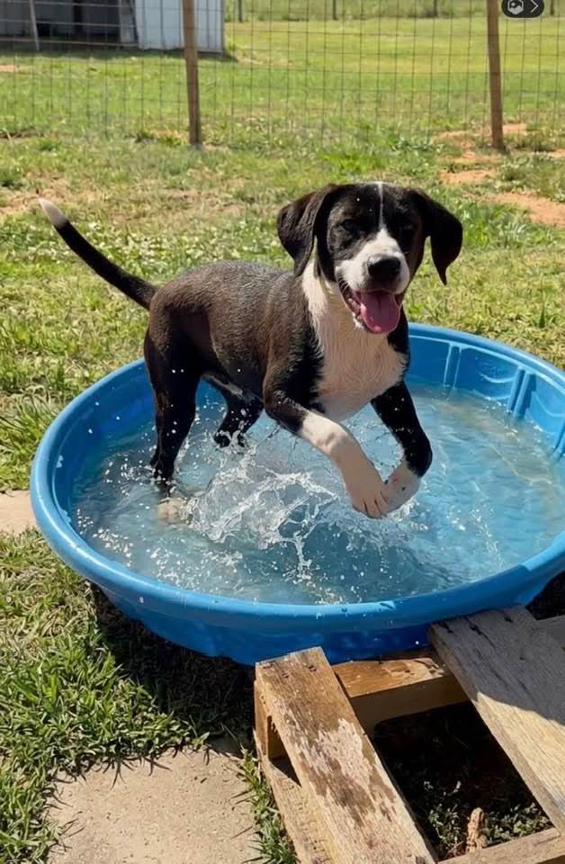 Savannah - Beagle