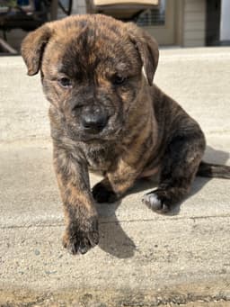 Tank Darla's Litter image 3