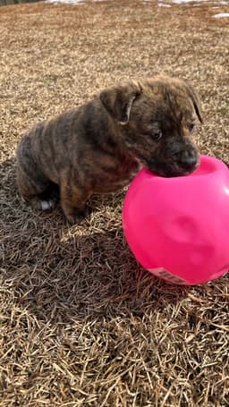 Tank Darla's Litter image 4
