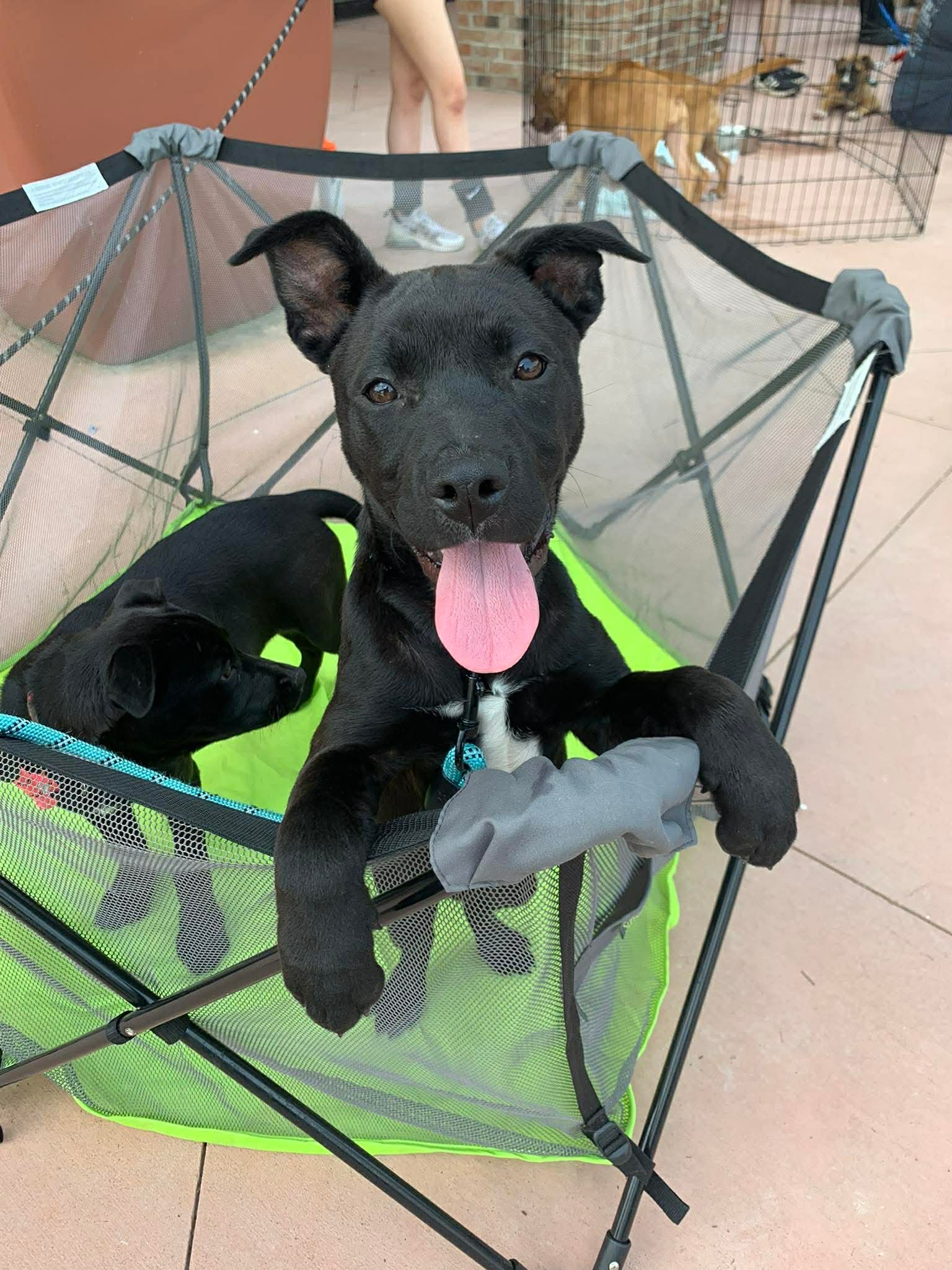 Venus Planet Litter - German Shepherd Dog