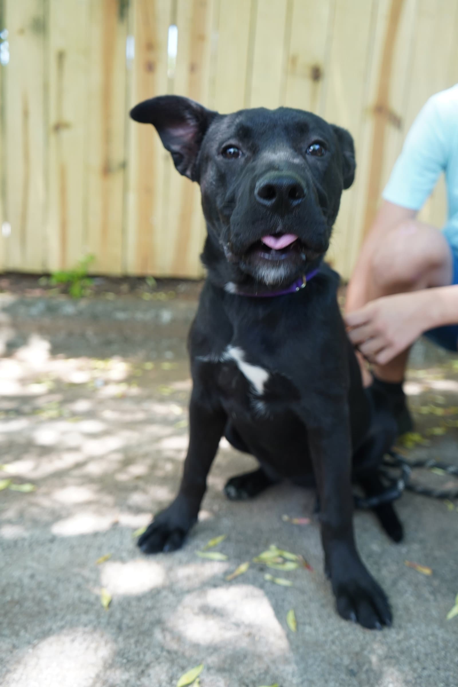 Saturn Planet Litter - German Shepherd Dog