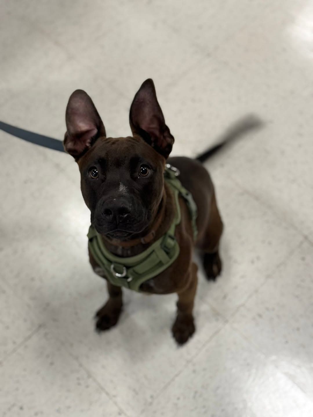 Zeppelin - German Shepherd Dog