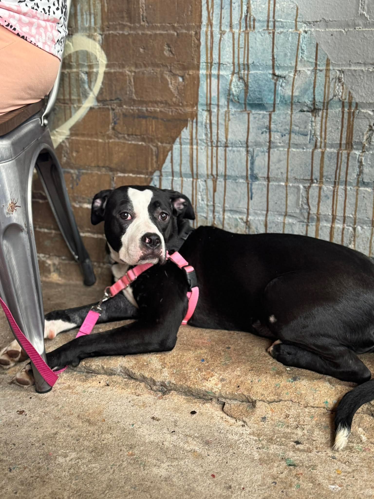 Maxie - Boxer