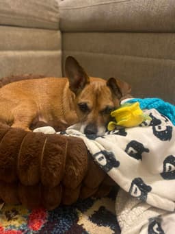 Prince Chi image 4