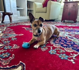Prince Chi image 1