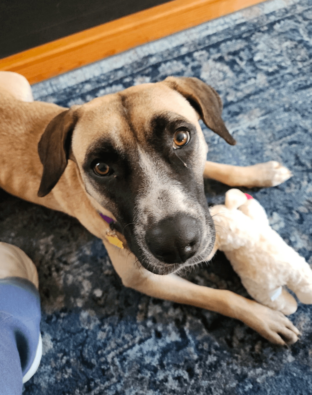 Angelina Ballerina - Mastiff